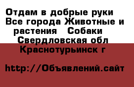 Отдам в добрые руки  - Все города Животные и растения » Собаки   . Свердловская обл.,Краснотурьинск г.